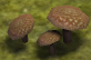 Mushroom.png